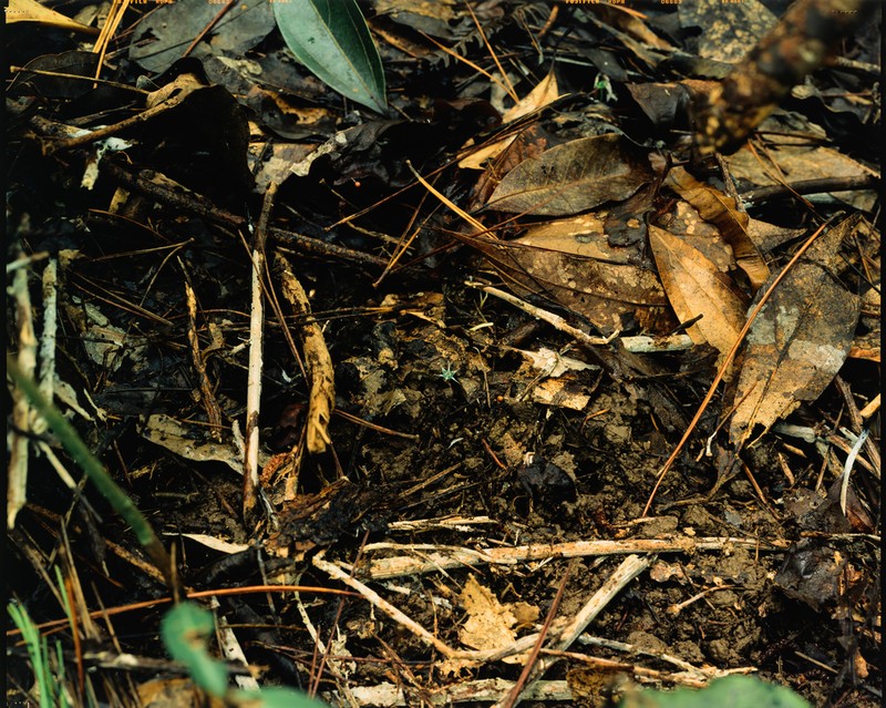 Oxygyne shinzatoi photo 2