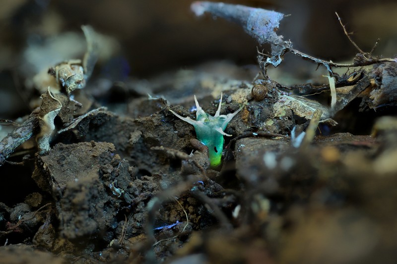 Oxygyne shinzatoi photo 3