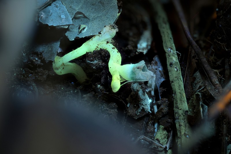 Oxygyne shinzatoi photo 5