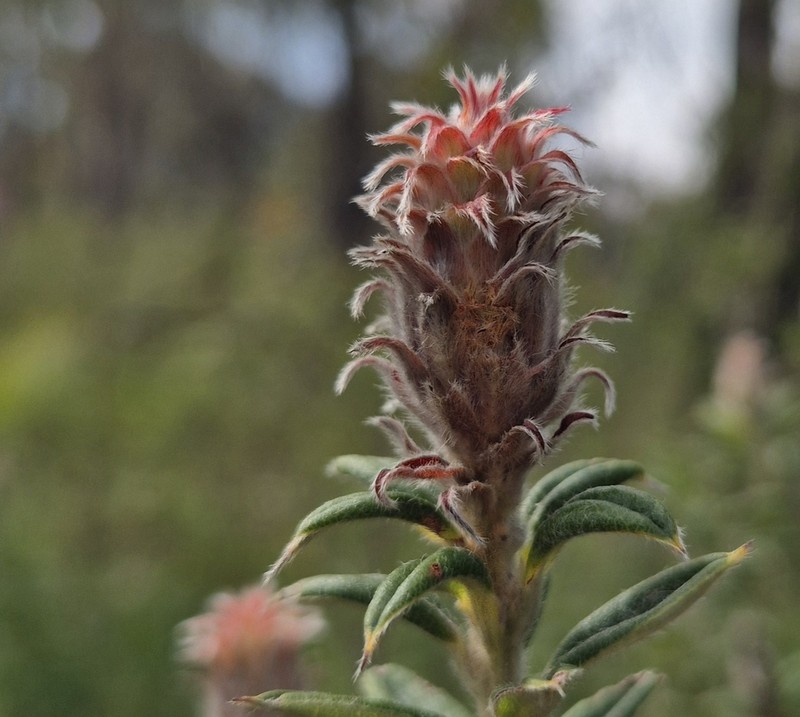Oxylobium bracteosum