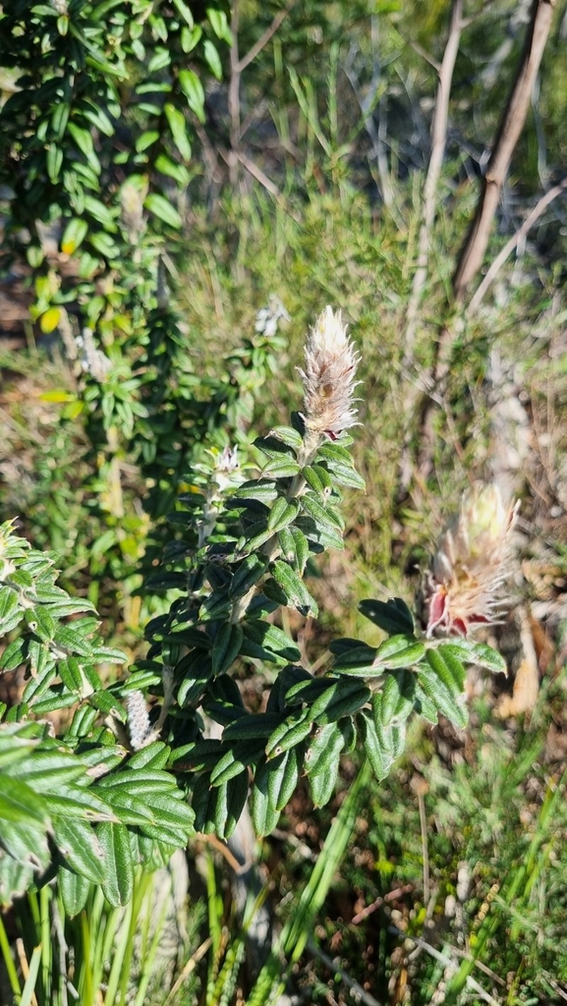 Oxylobium bracteosum photo 2