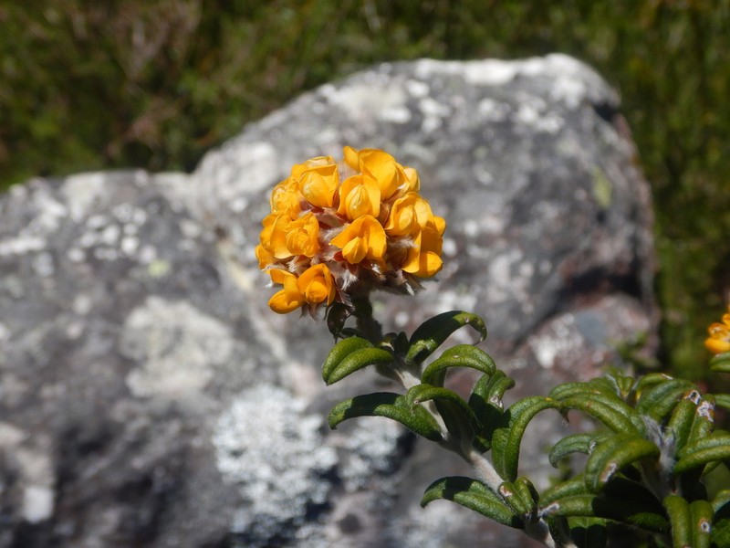 Oxylobium bracteosum photo 3