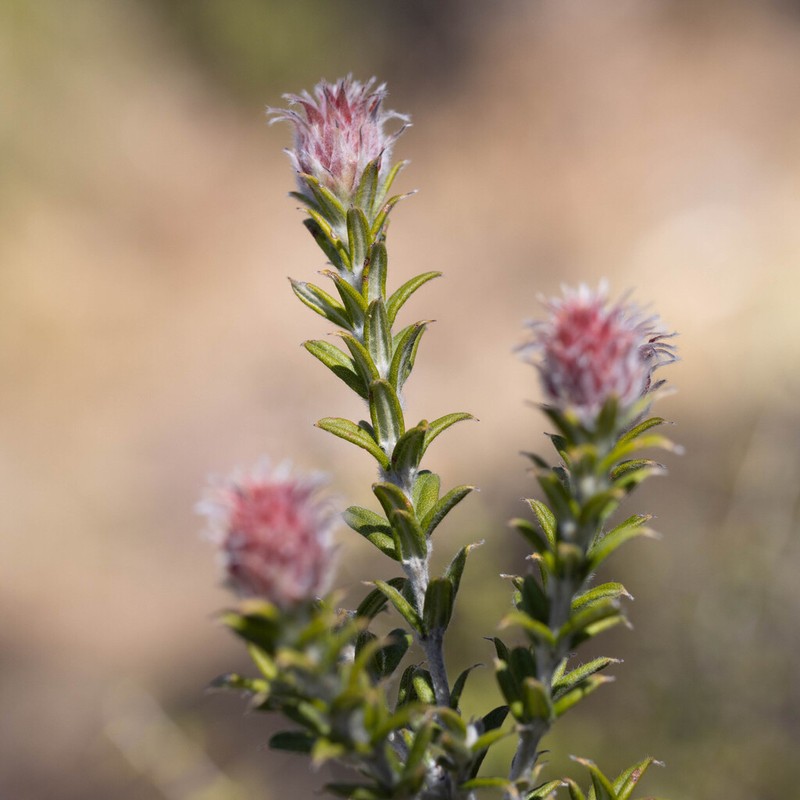 Oxylobium bracteosum photo 5