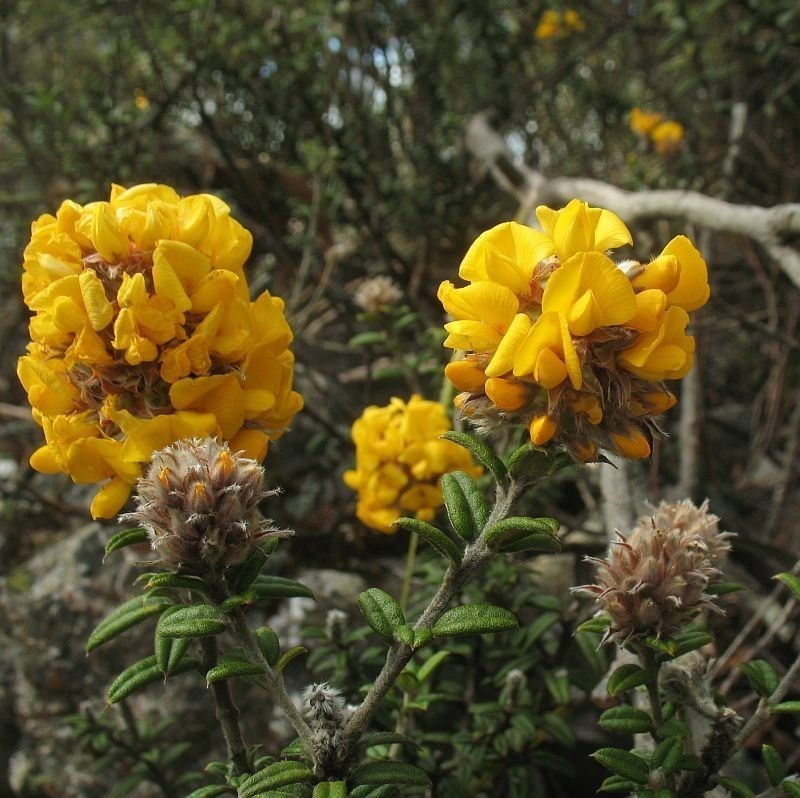 Oxylobium bracteosum photo 6