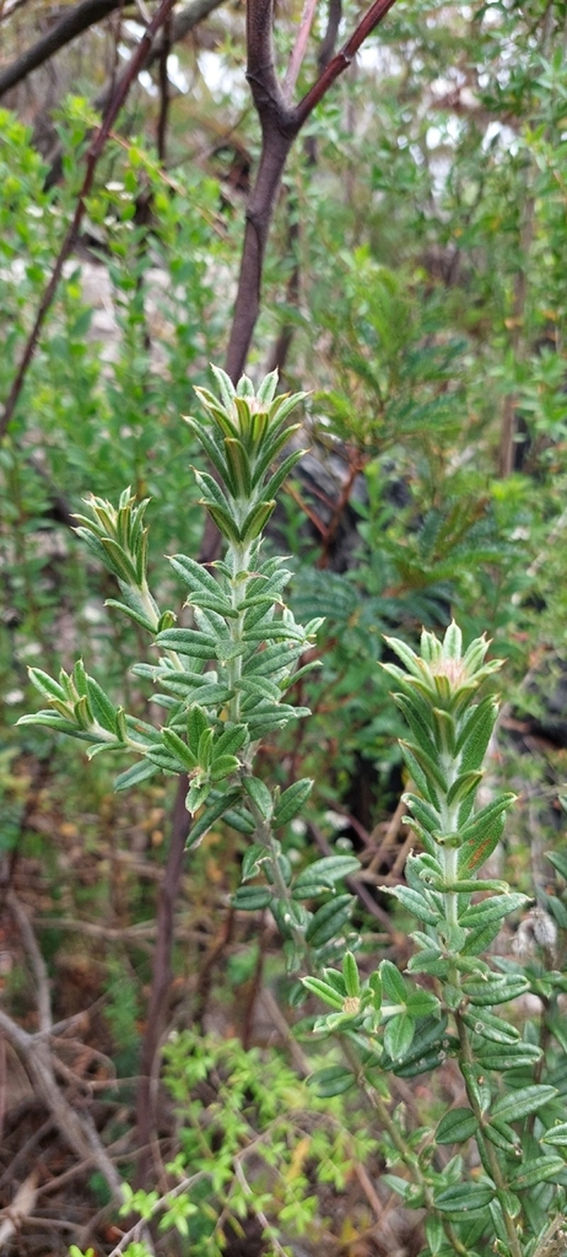 Oxylobium bracteosum photo 7