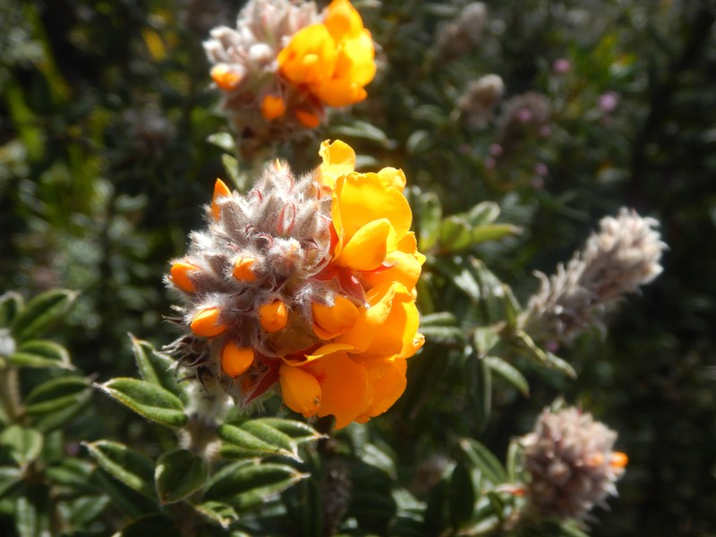 Oxylobium bracteosum photo 8
