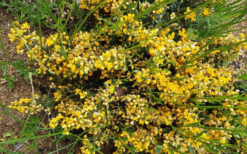 Oxylobium oxylobioides