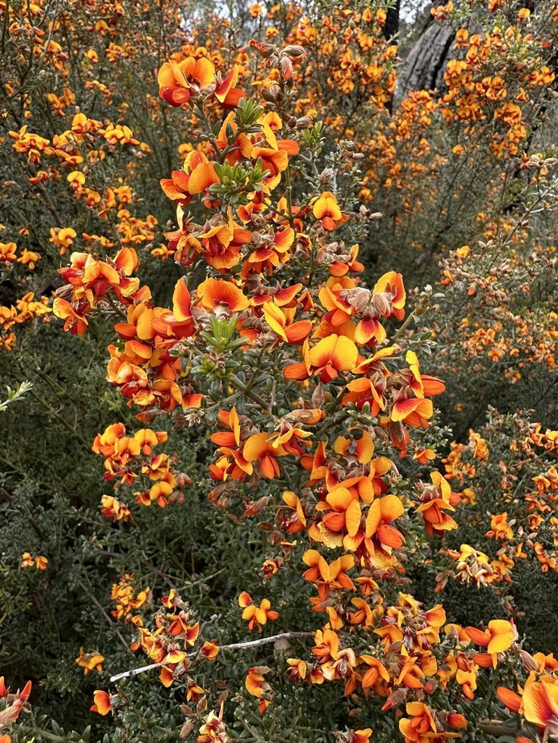 Oxylobium oxylobioides photo 2