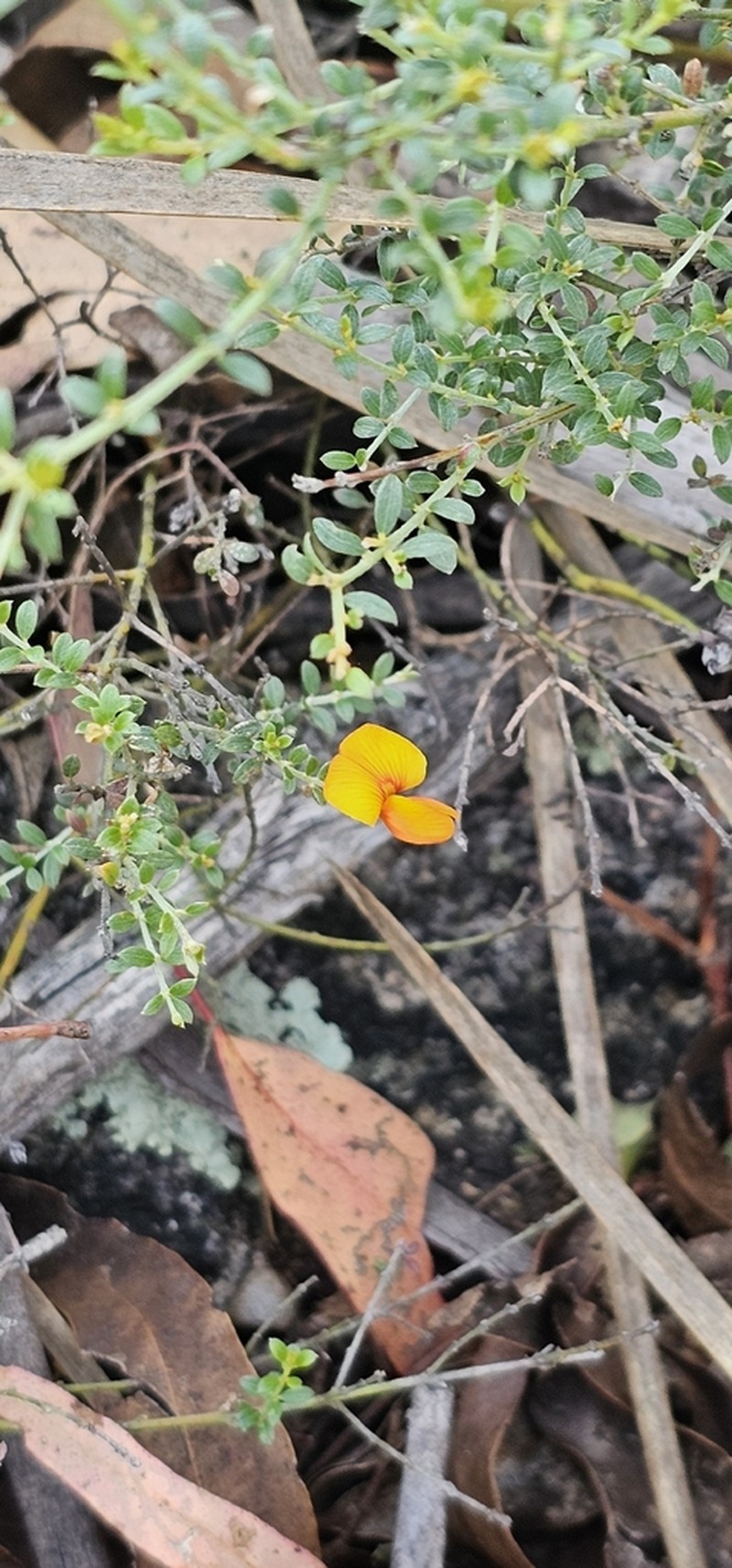 Oxylobium oxylobioides photo 3