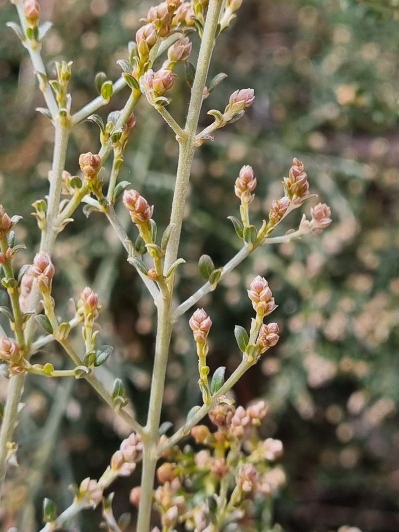 Oxylobium oxylobioides photo 4