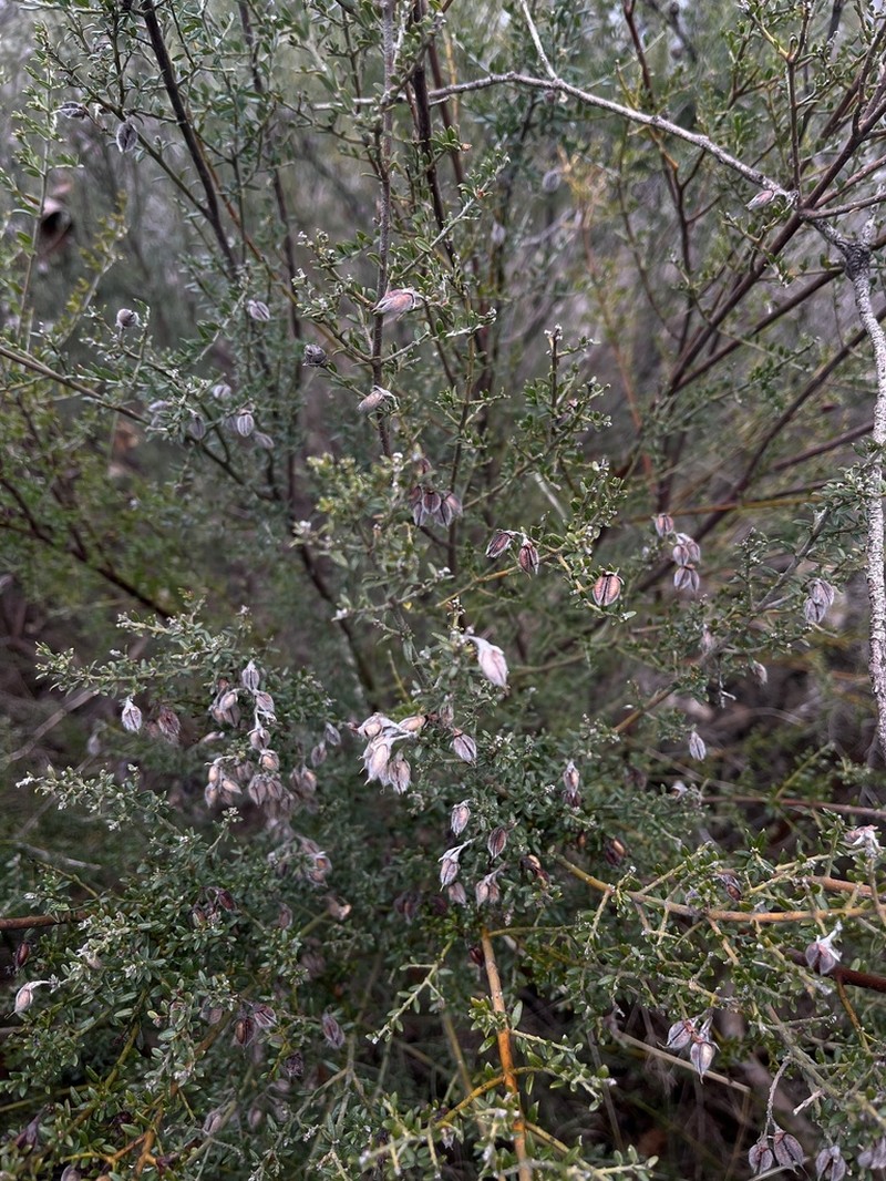 Oxylobium oxylobioides photo 5