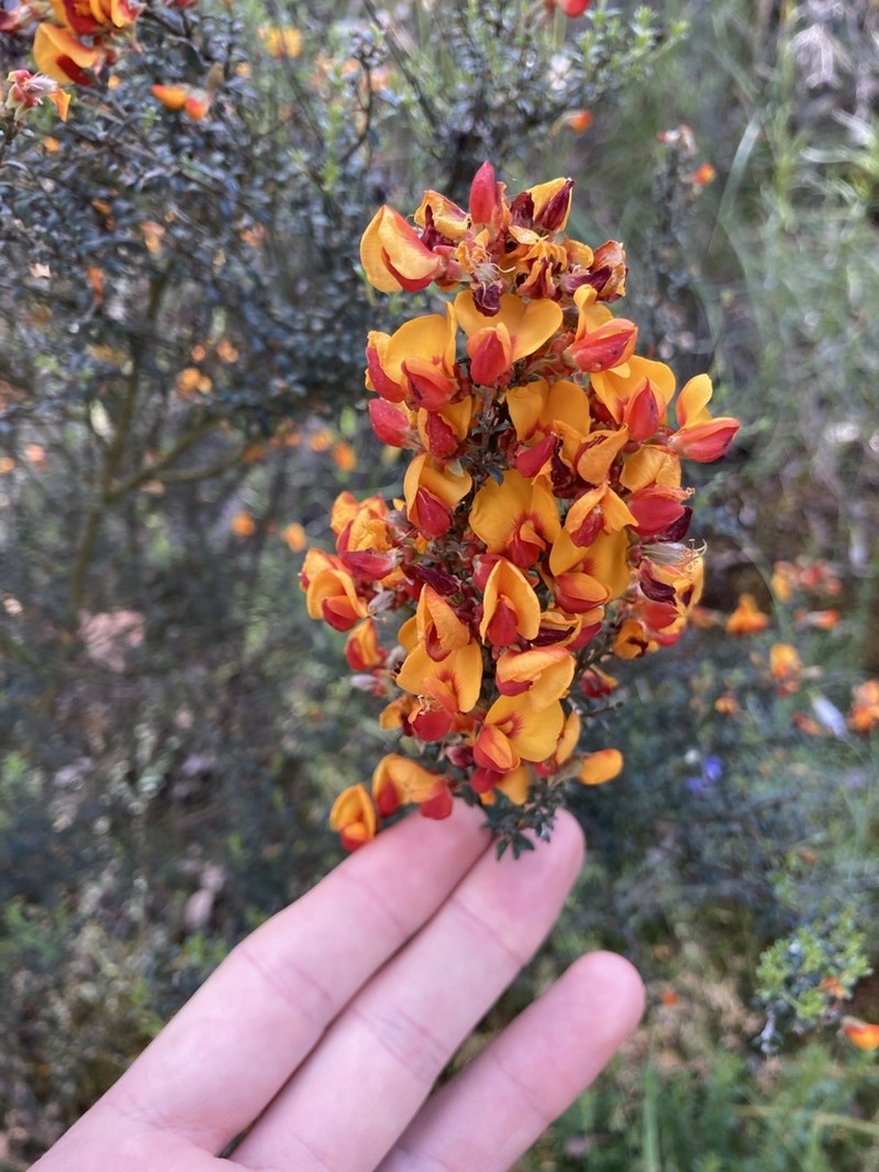 Oxylobium oxylobioides photo 6