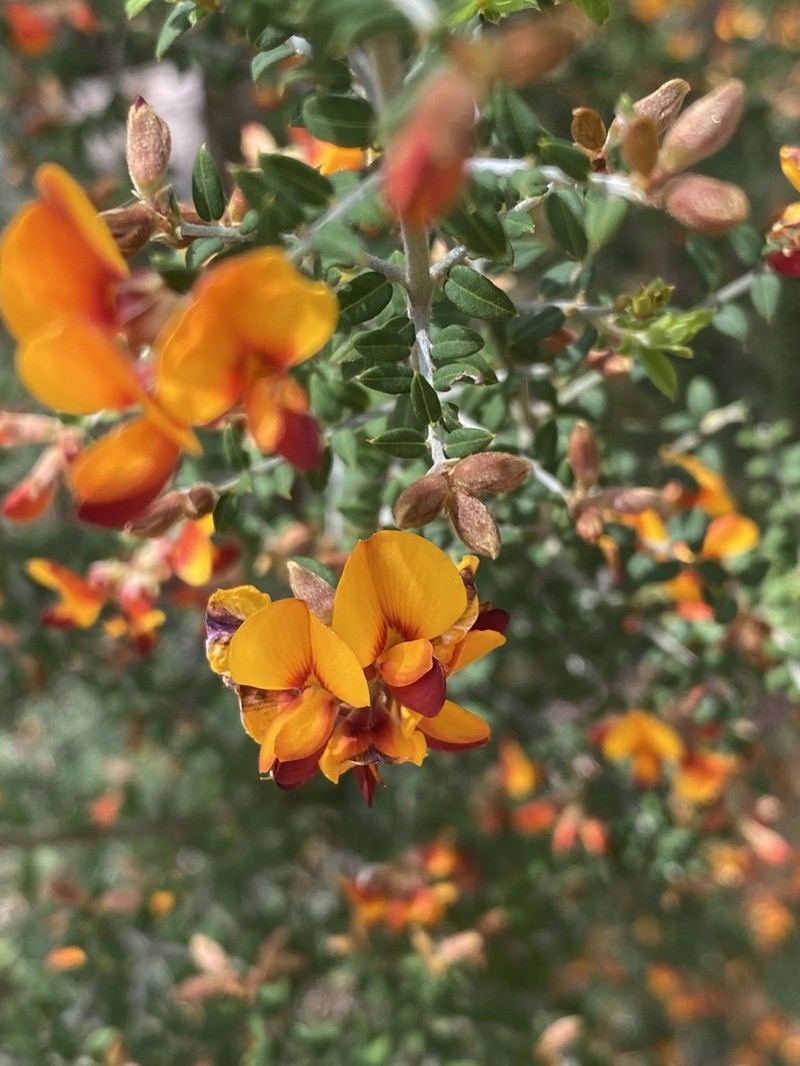 Oxylobium oxylobioides photo 8