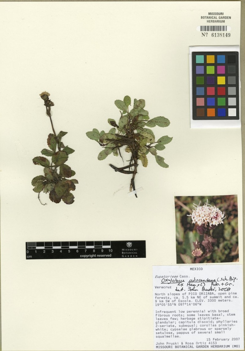 Oxylobus adscendens