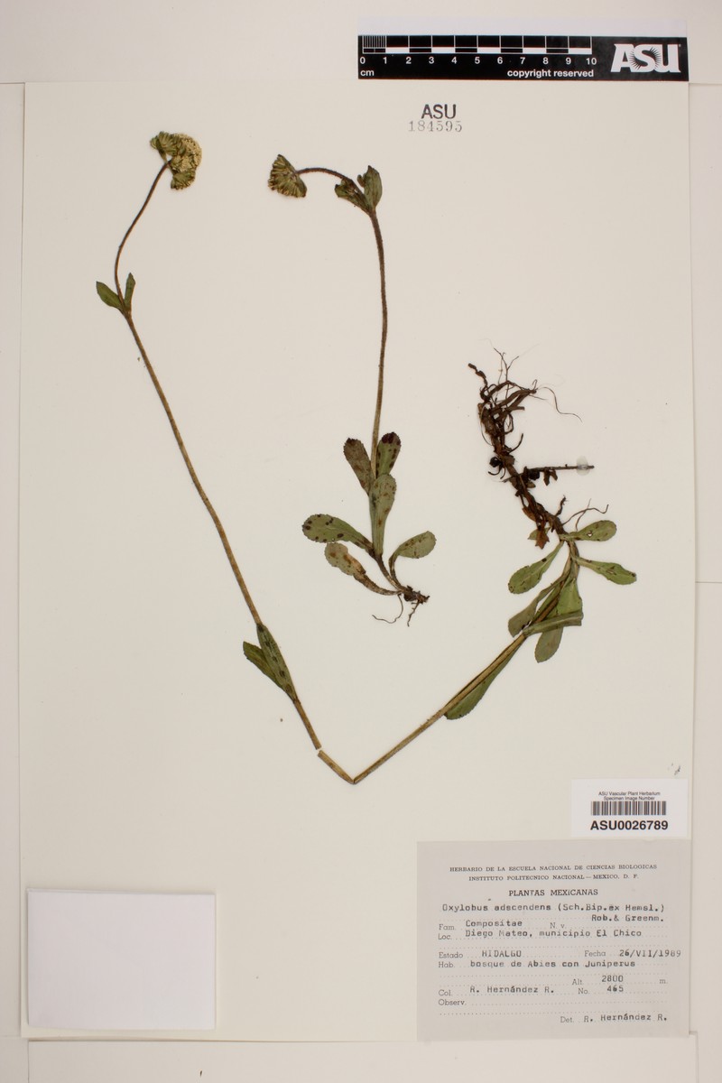 Oxylobus adscendens photo 2