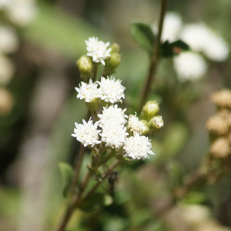 Oxylobus arbutifolius