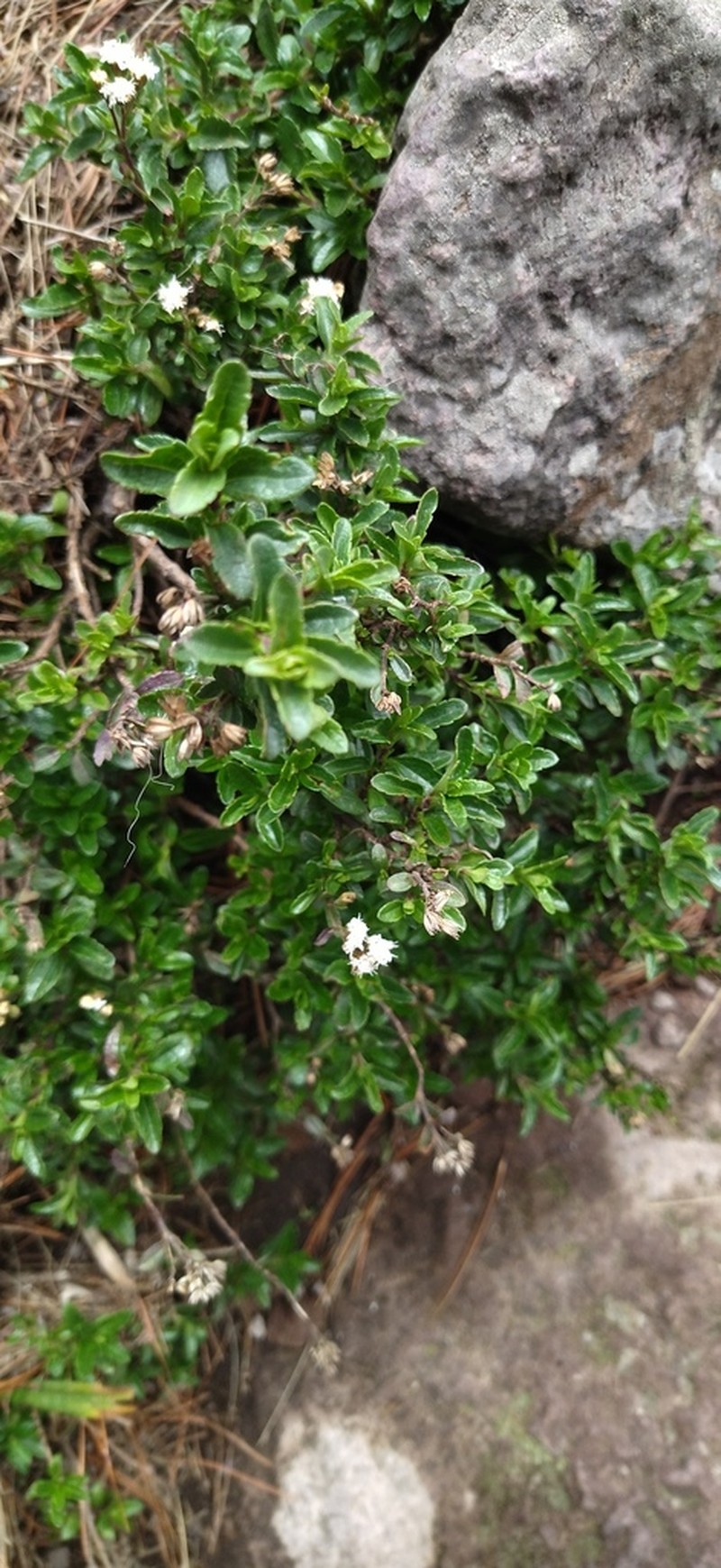 Oxylobus arbutifolius photo 2