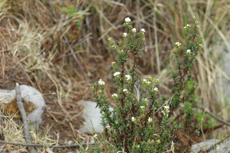 Oxylobus arbutifolius photo 3