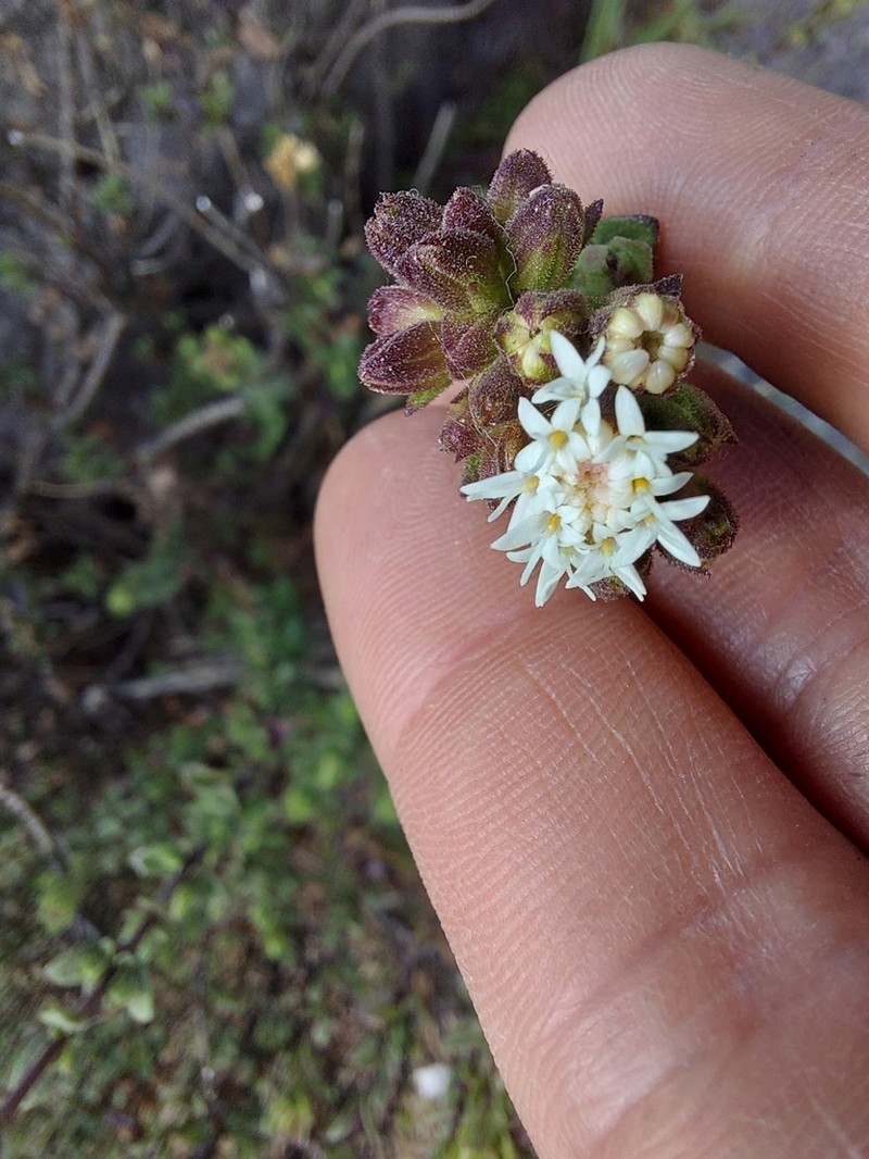 Oxylobus arbutifolius photo 4