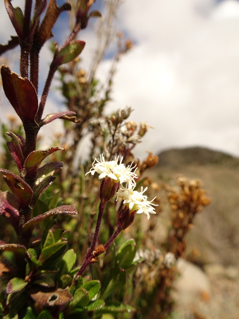 Oxylobus arbutifolius photo 5