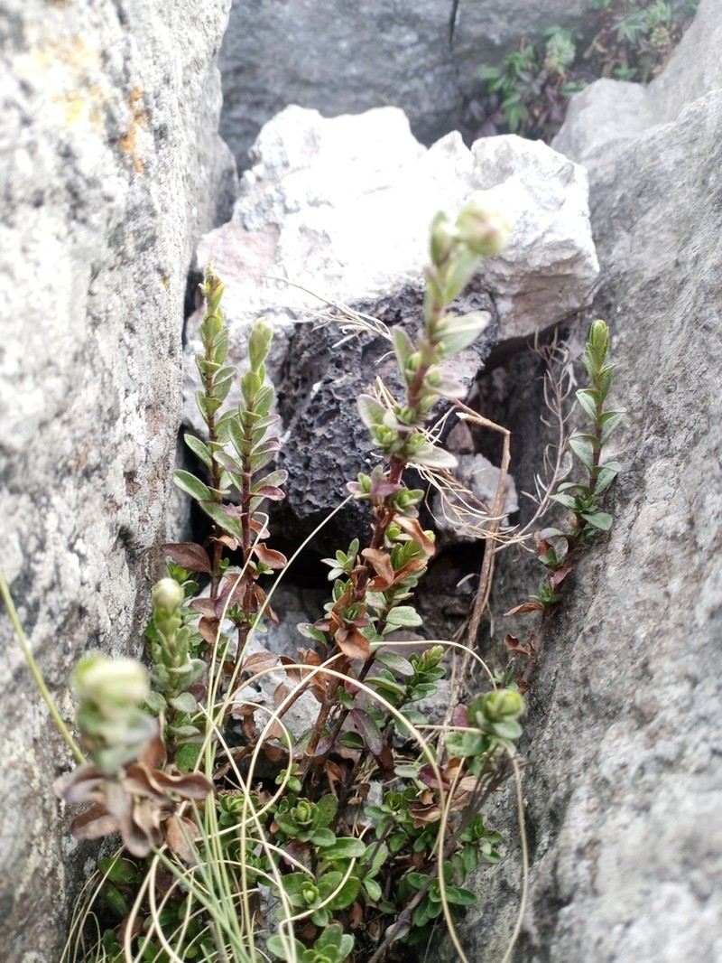 Oxylobus arbutifolius photo 6