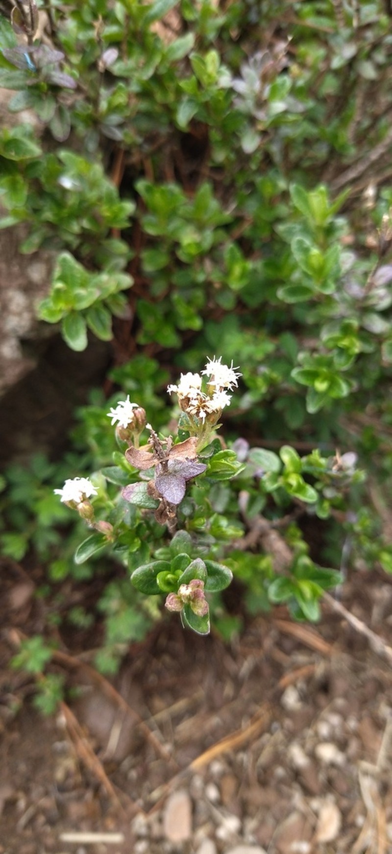 Oxylobus arbutifolius photo 7