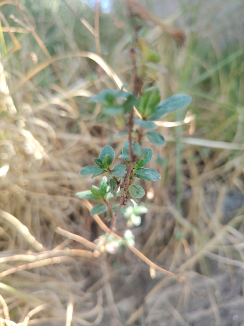 Oxylobus arbutifolius photo 8