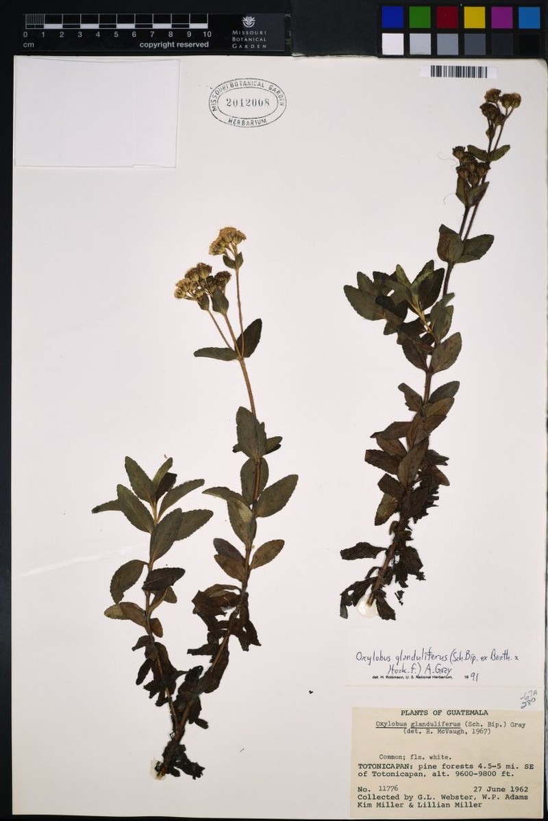 Oxylobus glandulifer photo 2