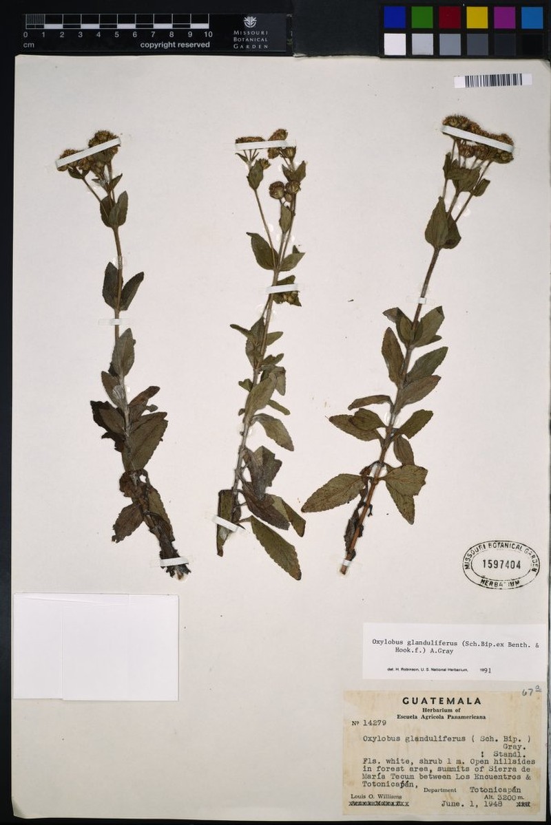 Oxylobus glandulifer photo 3
