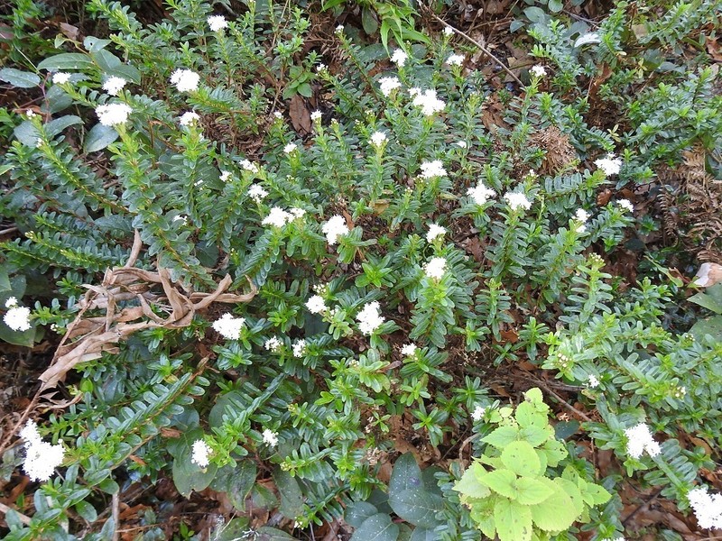 Oxylobus oaxacanus