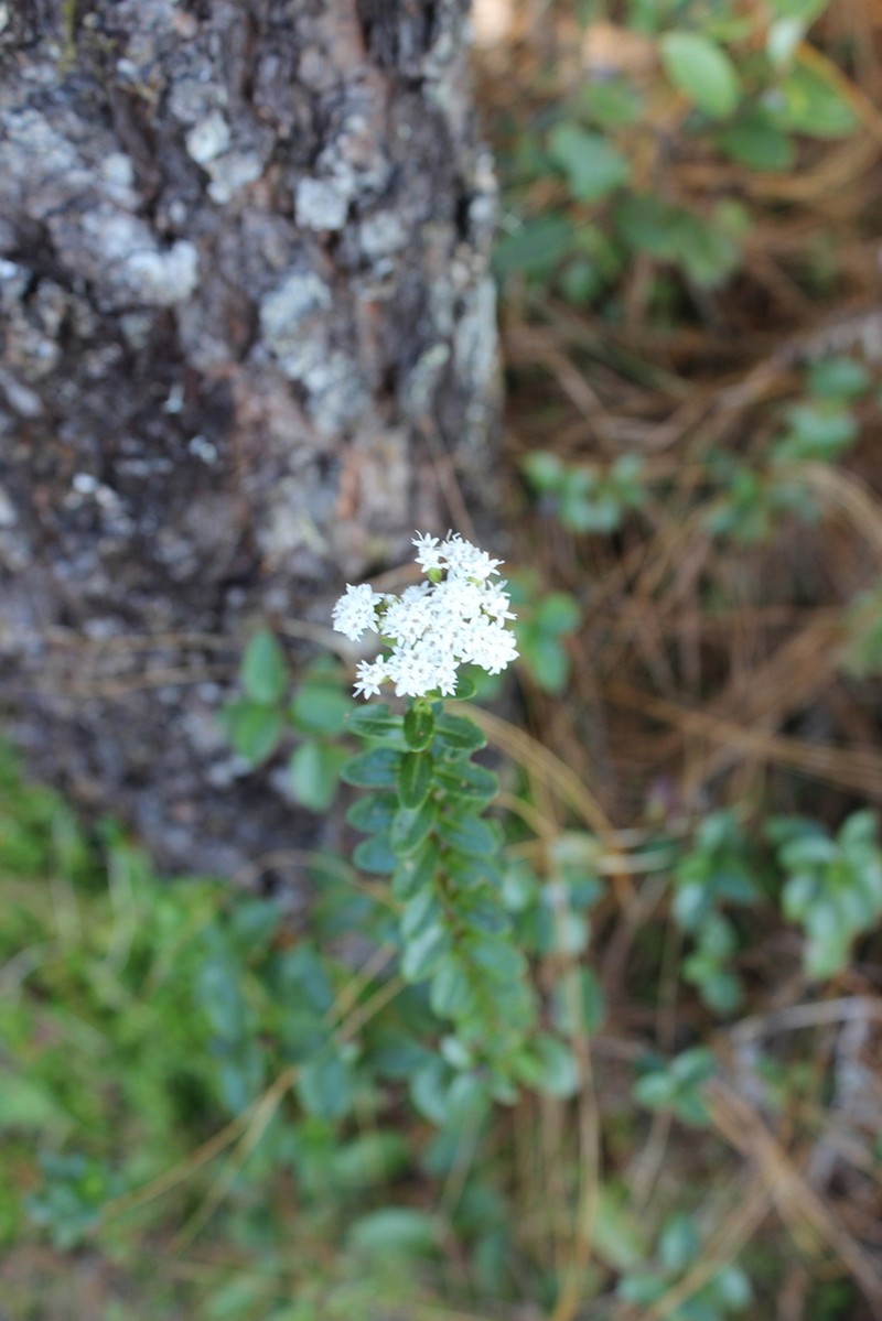 Oxylobus oaxacanus photo 2