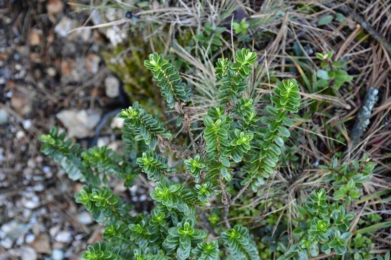 Oxylobus oaxacanus photo 3