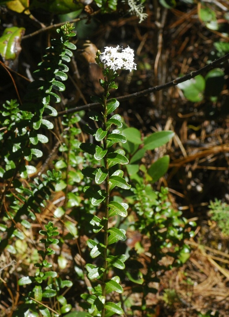 Oxylobus oaxacanus photo 4