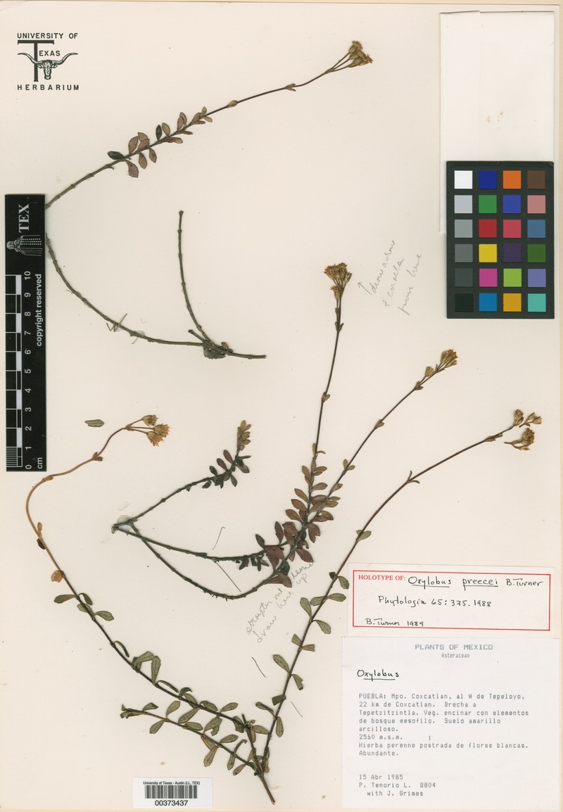 Oxylobus preecei