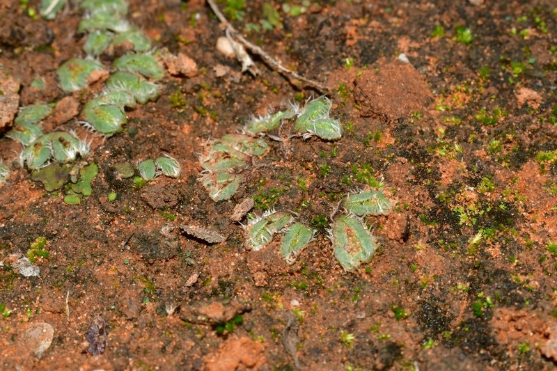 Oymitra incrassata