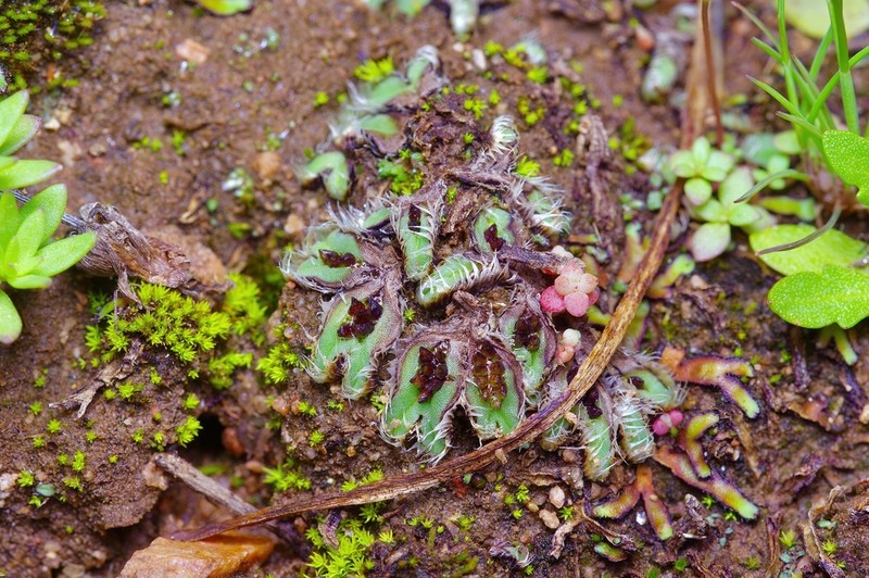 Oymitra incrassata photo 2