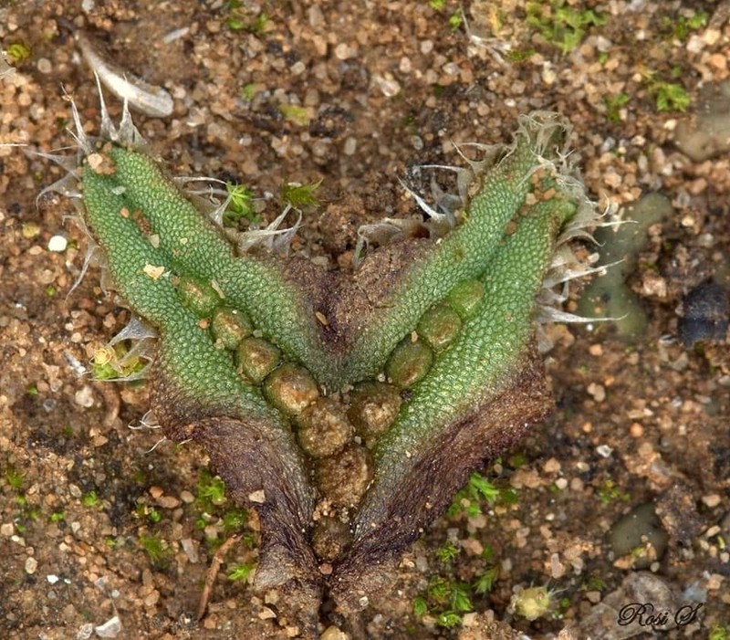 Oymitra incrassata photo 3
