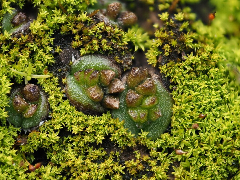 Oymitra incrassata photo 4