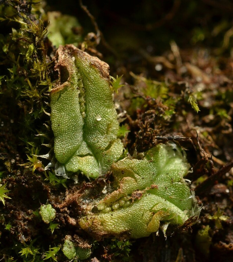 Oymitra incrassata photo 5