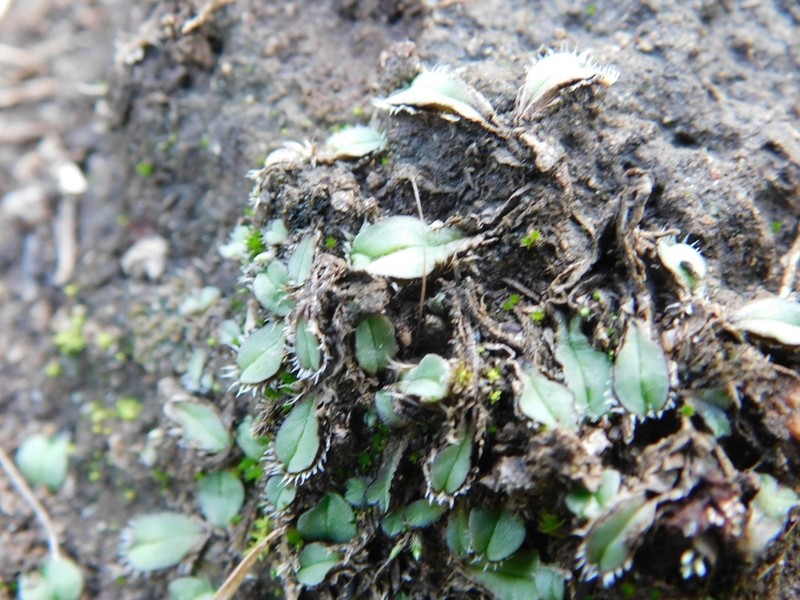 Oymitra incrassata photo 6