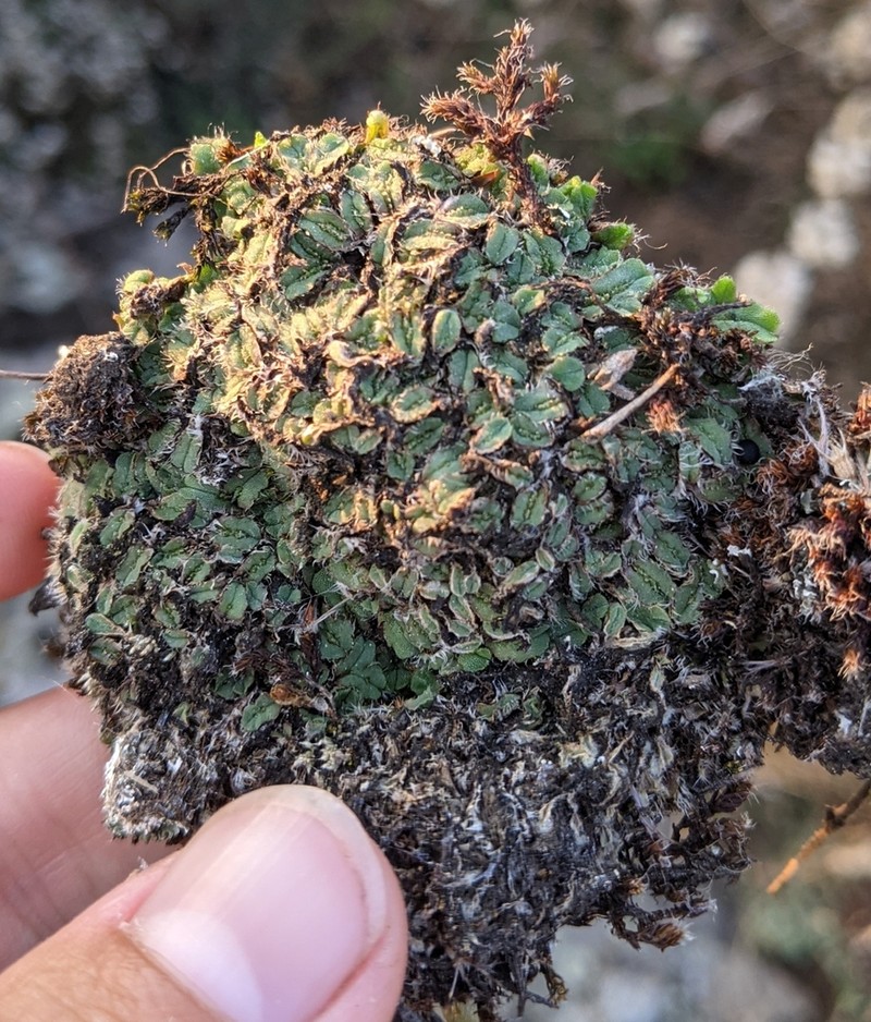 Oymitra incrassata photo 7