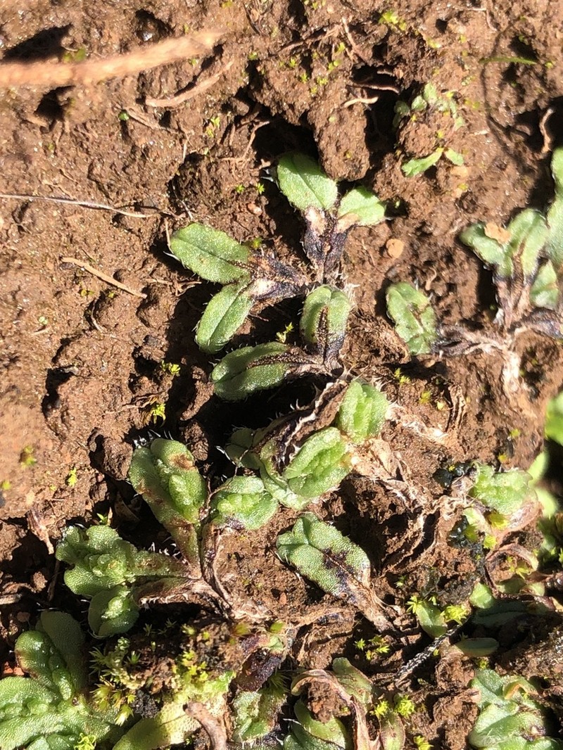 Oymitra incrassata photo 8