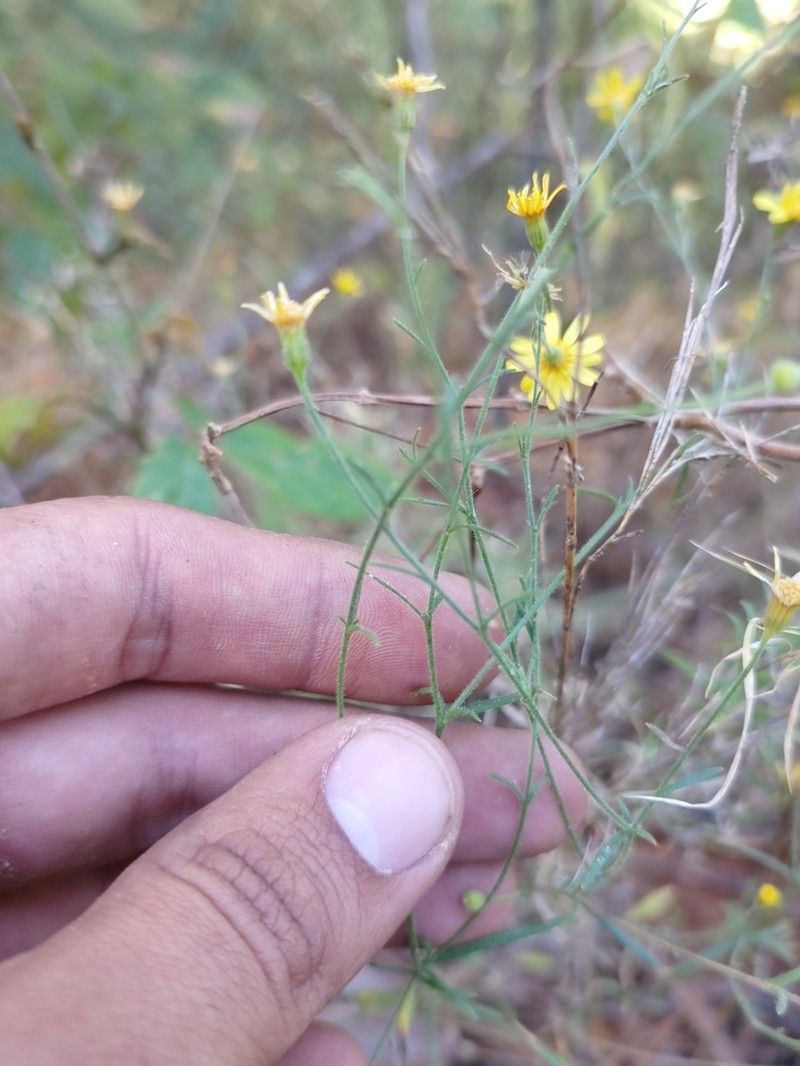 Oxypappus scaber photo 2