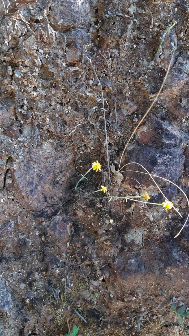 Oxypappus scaber photo 3