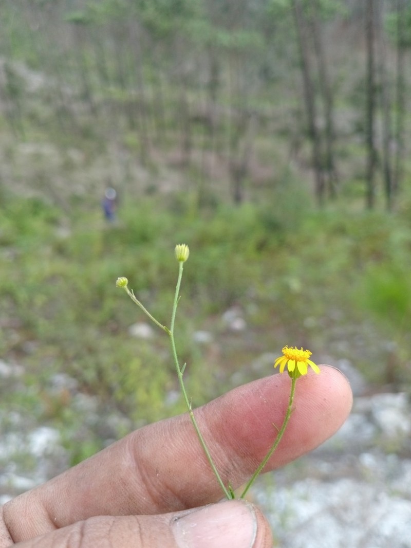 Oxypappus scaber photo 4