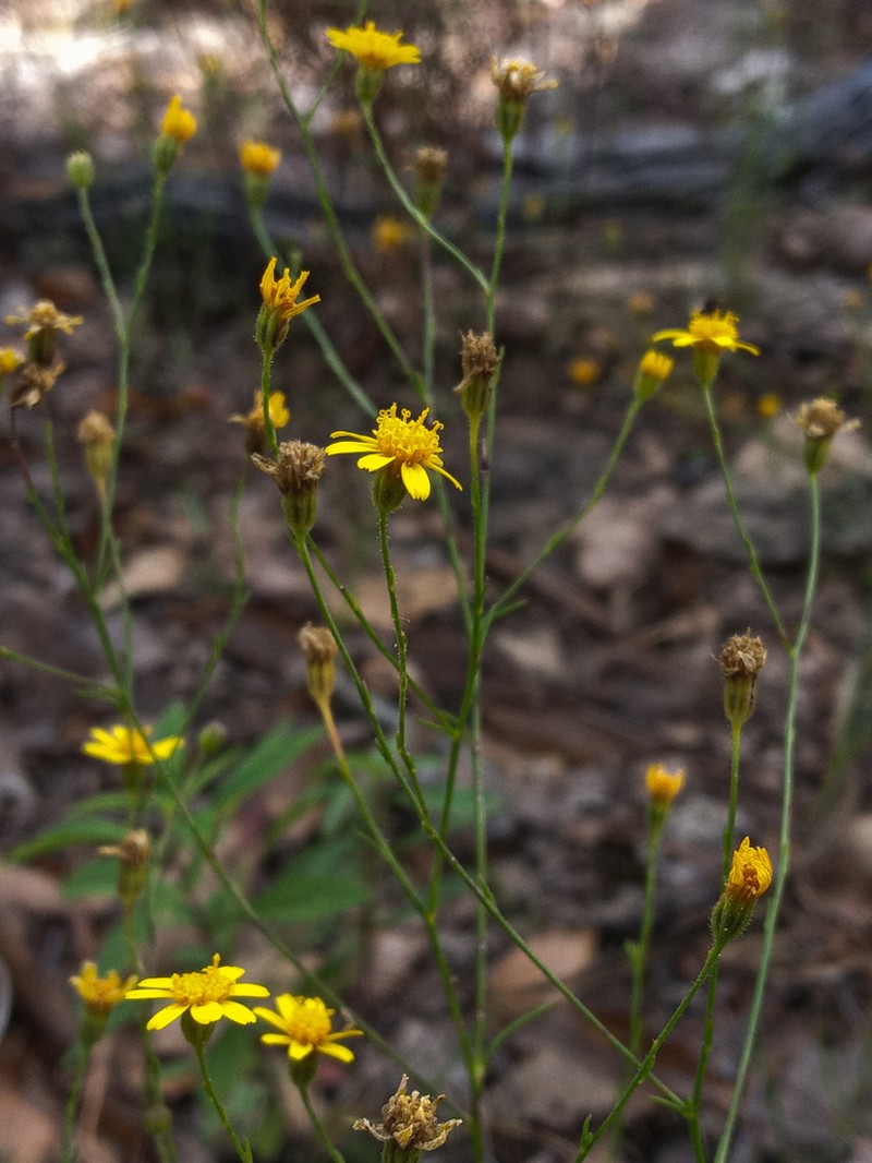Oxypappus scaber photo 5