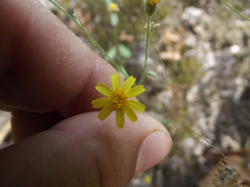 Oxypappus scaber photo 6