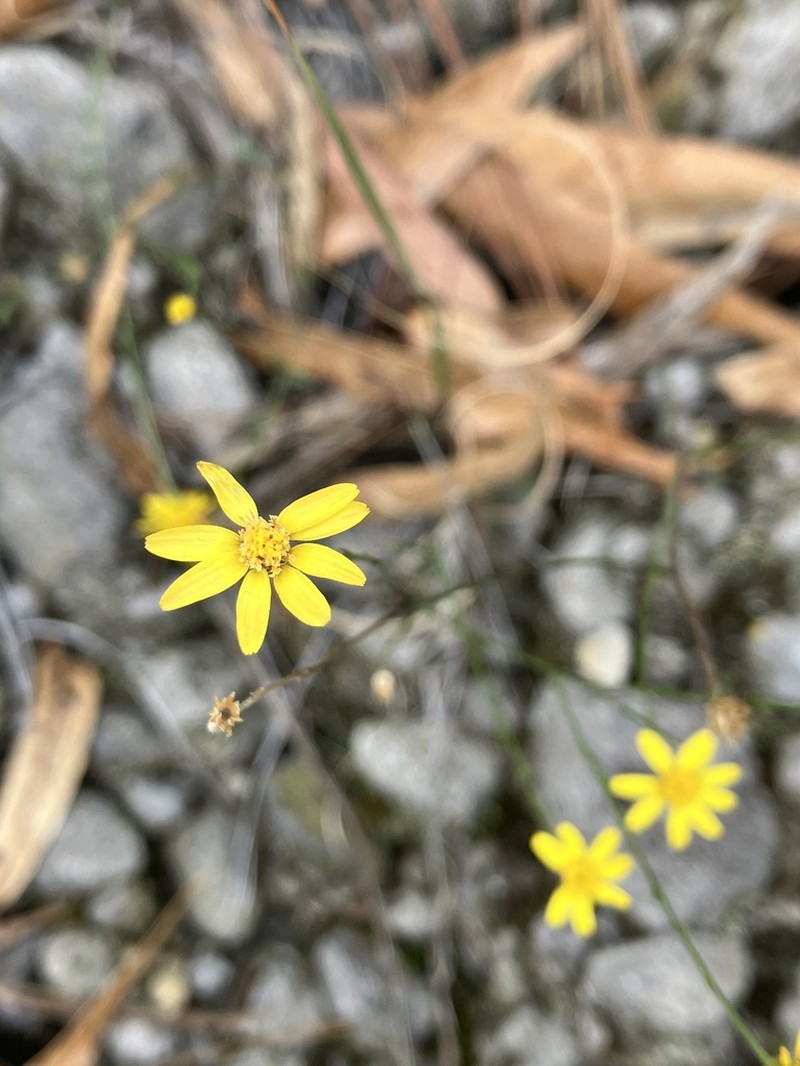 Oxypappus scaber photo 7