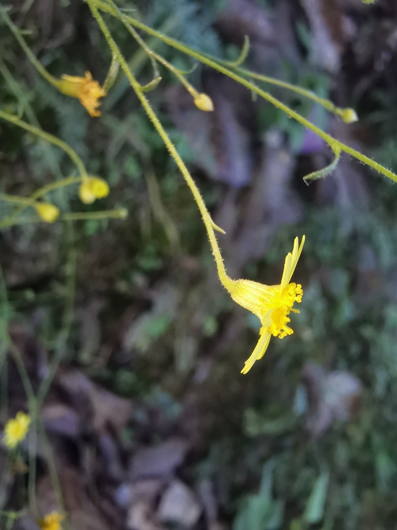Oxypappus scaber photo 8