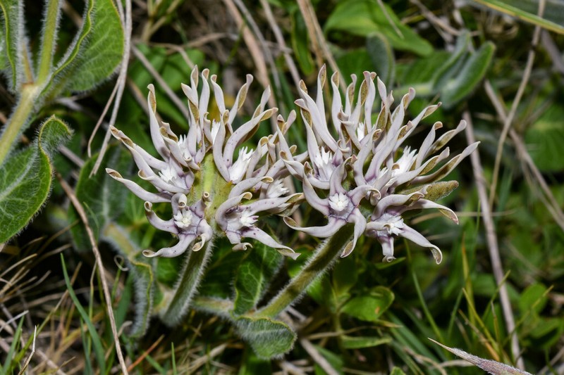 Oxypetalum marchesii